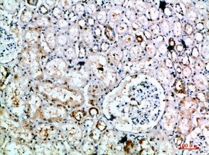 Fig.2. Immunohistochemical analysis of paraffin-embedded human-kidney, antibody was diluted at 1:200.