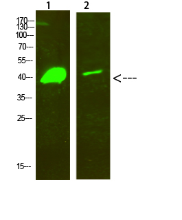 Fig.1. Western Blot analysis of 1, hela 2, Mouse-brain cells using primary antibody diluted at 1:500 (4°C overnight). Goat Anti-rabbit IgG Dylight 800 (Cat #: A23920) secondary antibody was diluted at 1:5000 at 25°C for 1 hour.
