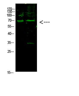 Fig.1. Western Blot analysis of 1, hela 2, Mouse-brain cells using primary antibody diluted at 1:1000 (4°C overnight). Goat Anti-rabbit IgG Dylight 800 (Cat #: A23920) secondary antibody was diluted at 1:5000 at 25°C for 1 hour.
