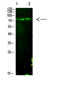 Fig.1. Western Blot analysis of 1, Mouse-liver 2, hela cells using primary antibody diluted at 1:1000 (4°C overnight). Goat Anti-rabbit IgG Dylight 800 (Cat #: A23920) secondary antibody was diluted at 1:5000 at 25°C for 1 hour.