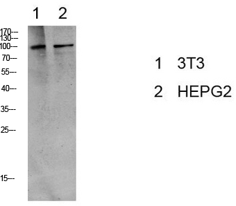 Fig.1. Western blot analysis of various lysate, antibody was diluted at 1:1000. HRP, Goat Anti-Rabbit IgG (Cat #: A21020) secondary antibody was diluted at 1:20000.