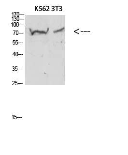 Fig.1. Western blot analysis of 3T3 KB K562 Hela 293T lysate, antibody was diluted at 1:500. HRP, Goat Anti-Rabbit IgG (Cat #: A21020) secondary antibody was diluted at 1:20000.