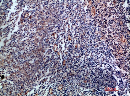 Fig.3. Immunohistochemical analysis of paraffin-embedded human-tonsil, antibody was diluted at 1:200.