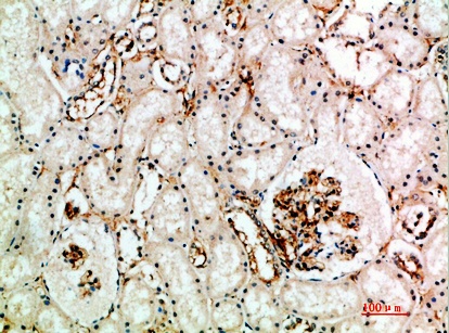 Fig.4. Immunohistochemical analysis of paraffin-embedded human-kidney, antibody was diluted at 1:200.