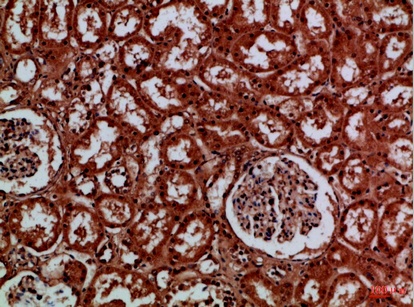 Fig.2. Immunohistochemical analysis of paraffin-embedded Human-kidney, antibody was diluted at 1:100.