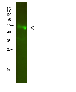 Fig.1. Western Blot analysis of Mouse-heart cells using primary antibody diluted at 1:2000 (4°C overnight). Goat Anti-rabbit IgG Dylight 800 (Cat #: A23920) secondary antibody was diluted at 1:5000 at 25°C for 1 hour.