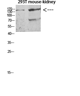 Fig.1. Western blot analysis of K562 3T3 lysate, antibody was diluted at 1:500. HRP, Goat Anti-Rabbit IgG (Cat #: A21020) secondary antibody was diluted at 1:20000.