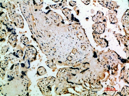 Fig.2. Immunohistochemical analysis of paraffin-embedded human-placenta, antibody was diluted at 1:200.