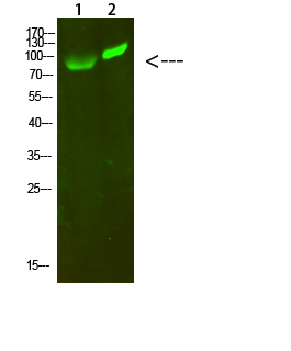 Fig.1. Western Blot analysis of 1, 293T 2, hela cells using primary antibody diluted at 1:1000 (4°C overnight). Goat Anti-rabbit IgG Dylight 800 (Cat #: A23920) secondary antibody was diluted at 1:5000 at 25°C for 1 hour.