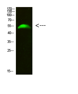 Fig.1. Western Blot analysis of 293T cells using primary antibody diluted at 1:500 (4°C overnight). Goat Anti-rabbit IgG Dylight 800 (Cat #: A23920) secondary antibody was diluted at 1:5000 at 25°C for 1 hour.