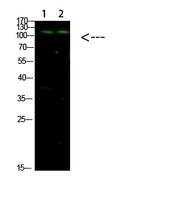 Fig.1. Western Blot analysis of 1, Mouse-liver 2, hela cells using primary antibody diluted at 1:1000 (4°C overnight). Goat Anti-rabbit IgG Dylight 800 (Cat #: A23920) secondary antibody was diluted at 1:5000 at 25°C for 1 hour.