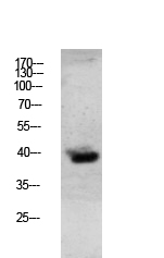 Fig.1. Western blot analysis of Mouse-lung lysate, antibody was diluted at 1:1000. HRP, Goat Anti-Rabbit IgG (Cat #: A21020) secondary antibody was diluted at 1:20000.