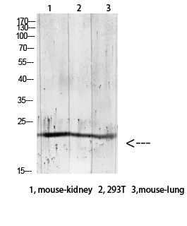 Fig.1. Western blot analysis of RAT-brain lysate, antibody was diluted at 1:1000. HRP, Goat Anti-Rabbit IgG (Cat #: A21020) secondary antibody was diluted at 1:20000.