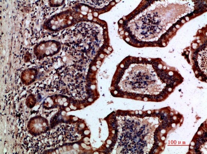 Fig.2. Immunohistochemical analysis of paraffin-embedded human-small-intestine, antibody was diluted at 1:200.