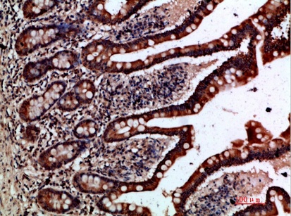 Fig.3. Immunohistochemical analysis of paraffin-embedded human-small-intestine, antibody was diluted at 1:200.
