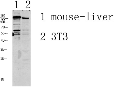 Fig.1. Western blot analysis of various lysate, antibody was diluted at 1:1000. HRP, Goat Anti-Rabbit IgG (Cat #: A21020) secondary antibody was diluted at 1:20000.