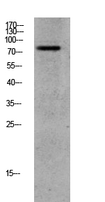 Fig.1. Western blot analysis of CACO2 lysate, antibody was diluted at 1:1000. HRP, Goat Anti-Rabbit IgG (Cat #: A21020) secondary antibody was diluted at 1:20000.