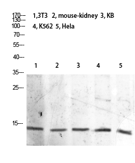 Fig.1. Western blot analysis of 3T3 Mouse-kidney KB K562 Hela lysate, antibody was diluted at 1:2000. HRP, Goat Anti-Rabbit IgG (Cat #: A21020) secondary antibody was diluted at 1:20000.