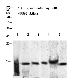 Fig.1. Western blot analysis of K562 Mouse-lung lysate, antibody was diluted at 1:2000. HRP, Goat Anti-Rabbit IgG (Cat #: A21020) secondary antibody was diluted at 1:20000.