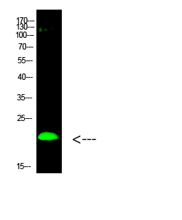 Fig.1. Western Blot analysis of hela cells using primary antibody diluted at 1:1000 (4°C overnight). Goat Anti-rabbit IgG Dylight 800 (Cat #: A23920) secondary antibody was diluted at 1:5000 at 25°C for 1 hour.