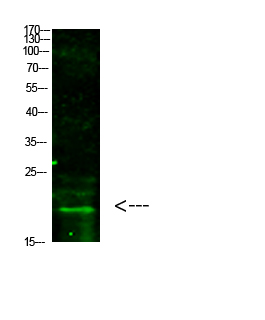 Fig.1. Western Blot analysis of hela cells using primary antibody diluted at 1:1000 (4°C overnight). Goat Anti-rabbit IgG Dylight 800 (Cat #: A23920) secondary antibody was diluted at 1:5000 at 25°C for 1 hour.