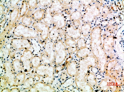 Fig.2. Immunohistochemical analysis of paraffin-embedded human-kidney, antibody was diluted at 1:200.