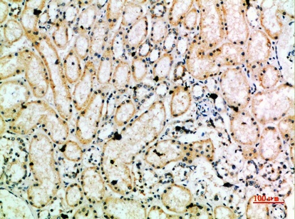 Fig.3. Immunohistochemical analysis of paraffin-embedded human-kidney, antibody was diluted at 1:200.