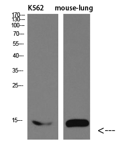 Fig.1. Western blot analysis of Mouse-brain Mouse-spinal-cord lysate, antibody was diluted at 1:2000. HRP, Goat Anti-Rabbit IgG (Cat #: A21020) secondary antibody was diluted at 1:20000.