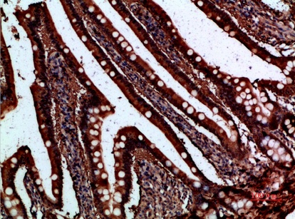 Fig.3. Immunohistochemical analysis of paraffin-embedded human-small-intestine, antibody was diluted at 1:200.