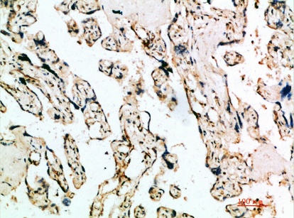 Fig.1. Immunohistochemical analysis of paraffin-embedded human-placenta, antibody was diluted at 1:200.