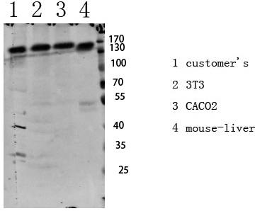 Fig.1. Western blot analysis of various lysate, antibody was diluted at 1:1000. HRP, Goat Anti-Rabbit IgG (Cat #: A21020) secondary antibody was diluted at 1:20000.