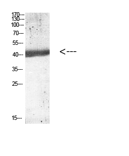 Fig.1. Western blot analysis of Mouse-kidney lysate, antibody was diluted at 1:1000. HRP, Goat Anti-Rabbit IgG (Cat #: A21020) secondary antibody was diluted at 1:20000.