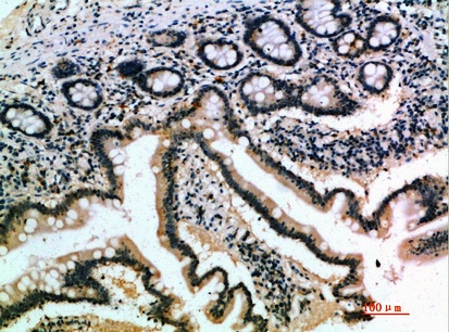 Fig.1. Immunohistochemical analysis of paraffin-embedded human-small-intestine, antibody was diluted at 1:200.