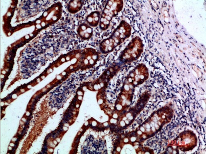 Fig.1. Immunohistochemical analysis of paraffin-embedded human-small-intestine, antibody was diluted at 1:200.
