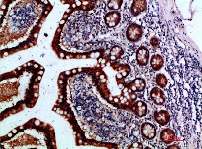 Fig.2. Immunohistochemical analysis of paraffin-embedded human-small-intestine, antibody was diluted at 1:200.