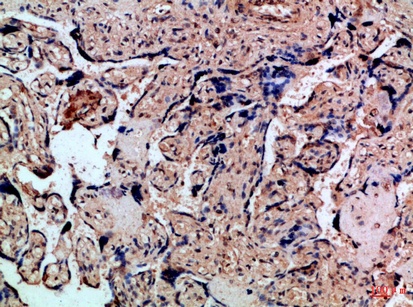 Fig.3. Immunohistochemical analysis of paraffin-embedded Human-placenta, antibody was diluted at 1:100.