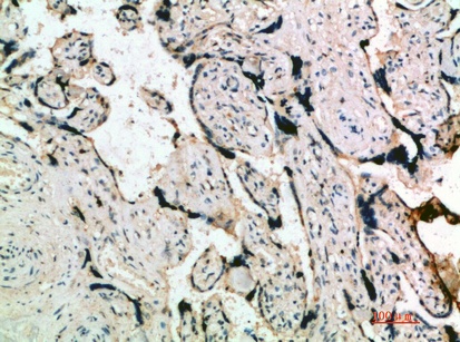 Fig.1. Immunohistochemical analysis of paraffin-embedded human-placenta, antibody was diluted at 1:200.