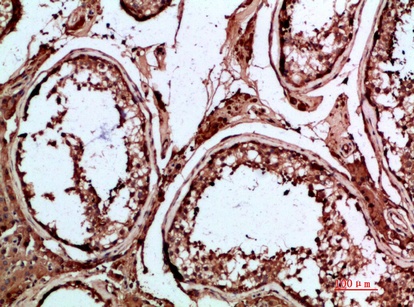 Fig.2. Immunohistochemical analysis of paraffin-embedded human-testis, antibody was diluted at 1:200.
