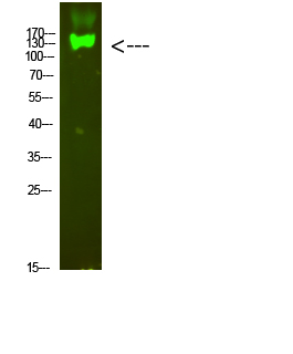 Fig.1. Western Blot analysis of Mouse-heart cells using primary antibody diluted at 1:1000 (4°C overnight). Goat Anti-rabbit IgG Dylight 800 (Cat #: A23920) secondary antibody was diluted at 1:5000 at 25°C for 1 hour.