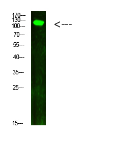 Fig.2. Western Blot analysis of hela cells using primary antibody diluted at 1:1000 (4°C overnight). Goat Anti-rabbit IgG Dylight 800 (Cat #: A23920) secondary antibody was diluted at 1:5000 at 25°C for 1 hour.