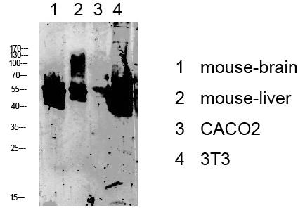 Fig.1. Western blot analysis of various lysate, antibody was diluted at 1:1000. HRP, Goat Anti-Rabbit IgG (Cat #: A21020) secondary antibody was diluted at 1:20000.