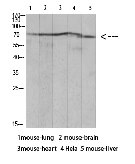 Fig.1. Western blot analysis of Mouse-lung lysate, antibody was diluted at 1:1000. HRP, Goat Anti-Rabbit IgG (Cat #: A21020) secondary antibody was diluted at 1:20000.