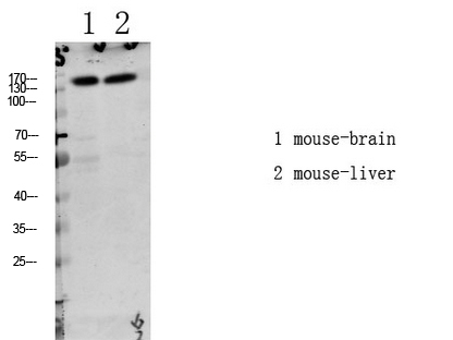Fig.1. Western blot analysis of various lysate, antibody was diluted at 1:1000. HRP, Goat Anti-Rabbit IgG (Cat #: A21020) secondary antibody was diluted at 1:20000.