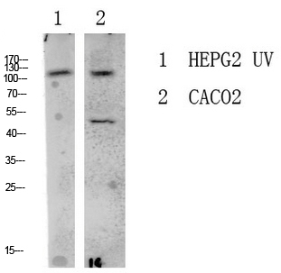 Fig.1. Western blot analysis of various lysate, antibody was diluted at 1:1000. HRP, Goat Anti-Rabbit IgG (Cat #: A21020) secondary antibody was diluted at 1:20000.