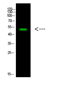 Fig.1. Western Blot analysis of 1, Mouse-heart cells using primary antibody diluted at 1:1000 (4°C overnight). Goat Anti-rabbit IgG Dylight 800 (Cat #: A23920) secondary antibody was diluted at 1:5000 at 25°C for 1 hour.