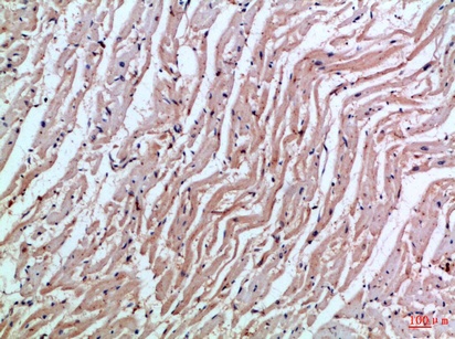 Fig.2. Immunohistochemical analysis of paraffin-embedded Human-heart, antibody was diluted at 1:100.