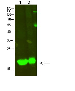 Fig.1. Western Blot analysis of 1, Mouse-heart 2, Hela cells using primary antibody diluted at 1:500 (4°C overnight). Goat Anti-rabbit IgG Dylight 800 (Cat #: A23920) secondary antibody was diluted at 1:5000 at 25°C for 1 hour.