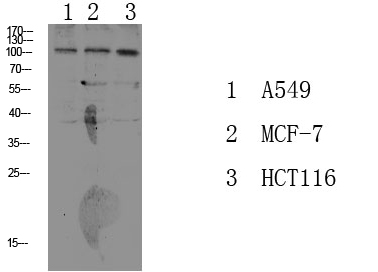 Fig.1. Western blot analysis of various lysate, antibody was diluted at 1:1000. HRP, Goat Anti-Rabbit IgG (Cat #: A21020) secondary antibody was diluted at 1:20000.