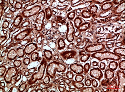 Fig.3. Immunohistochemical analysis of paraffin-embedded human-kidney, antibody was diluted at 1:200.