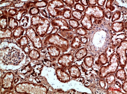 Fig.4. Immunohistochemical analysis of paraffin-embedded human-kidney, antibody was diluted at 1:200.